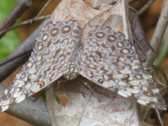 Hamadryas feronia feronia