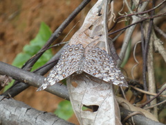 Hamadryas feronia feronia