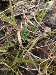 Polygala verticillata