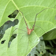 Ampheres triangularis