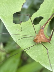 Ampheres triangularis