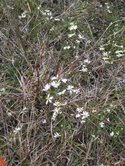 Symphyotrichum depauperatum