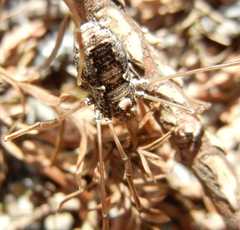 Platybunus pinetorum