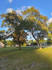 Quercus laevis