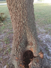 Quercus laevis