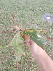 Quercus laevis