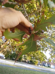 Quercus laevis