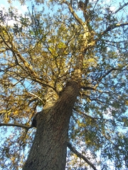 Quercus laevis