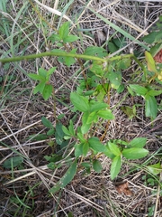 Ceanothus americanus