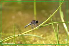 Erythrodiplax connata