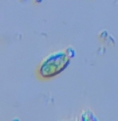 Chlorophyta