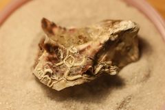 Ostreoidea