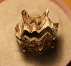 Ostreoidea