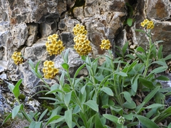 Myosotis macrantha