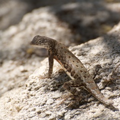 Cophosaurus texanus scitulus