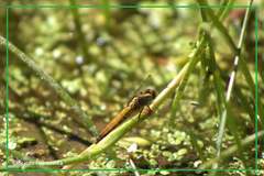 Erythrodiplax connata