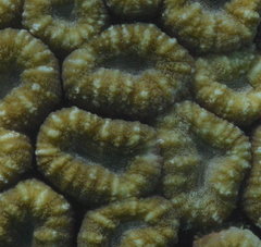 Lobophyllia corymbosa