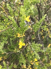 Angiospermae