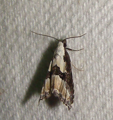 Nigetia formosalis