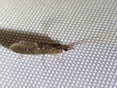 Annulipalpia