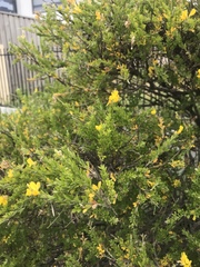 Angiospermae