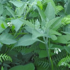 Solanum chenopodioides