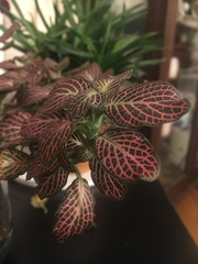Fittonia