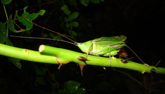 Neoconocephalus nebrascensis