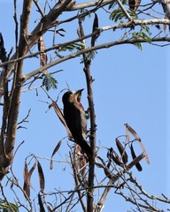 Melanerpes portoricensis