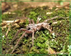 Tomopisthes horrendus