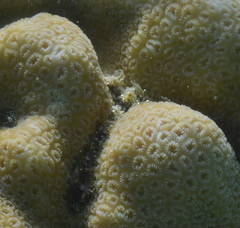 Goniastrea stelligera