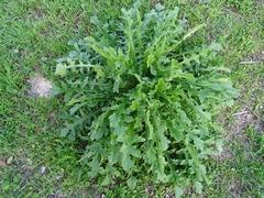 Mantisalca salmantica