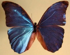 Morpho menelaus amathonte