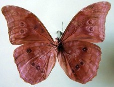 Morpho menelaus amathonte