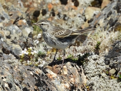 Anthus novaeseelandiae