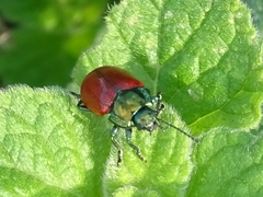 Melasomoptera