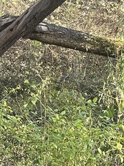 Urocyon cinereoargenteus cinereoargenteus