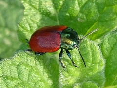 Melasomoptera