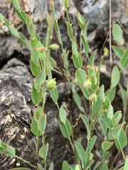 Phyllanthus maderaspatensis