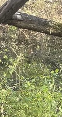 Urocyon cinereoargenteus cinereoargenteus