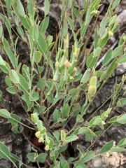 Phyllanthus maderaspatensis