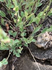 Phyllanthus maderaspatensis