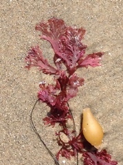 Callophyllis flabellulata