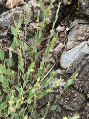 Phyllanthus maderaspatensis