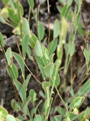 Phyllanthus maderaspatensis