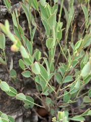 Phyllanthus maderaspatensis
