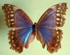 Morpho menelaus amathonte