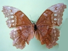 Morpho menelaus amathonte