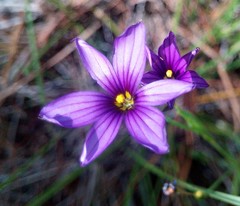Sisyrinchium scabrum