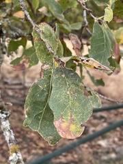 Quercus laceyi